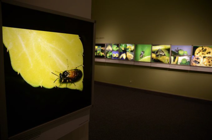 Wasp_exhibition__DSC3439